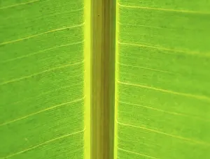 Deserted Garden Scene Photos Drucke: Leaf with thick leaf vein in backlight