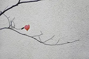 Deserted Germany Landscape Drucke: A last leaf on a tree, November, Germany