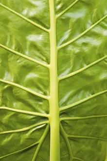 Filling The Format Image Drucke: Leaf veins