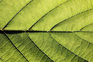 Close View Of Leaves Drucke: Leaf veins