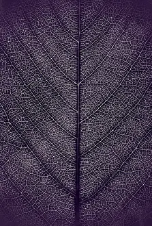 Open Air Studio Shots Drucke: Leaf veins, background