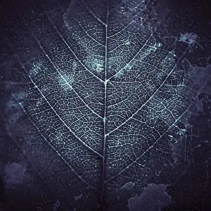 Leaf Vein Structure Drucke: Leaf veins, background