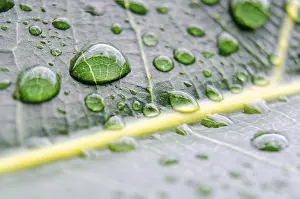 Deserted Plant Structure Drucke: Leaf Veins in extreme close-up