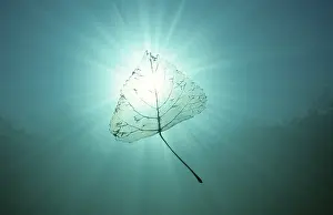Waterfront Photography Drucke: Leaf in water