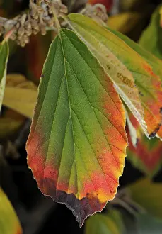 Fall Foliage Drucke: Leaf, witch hazel, witch hazel