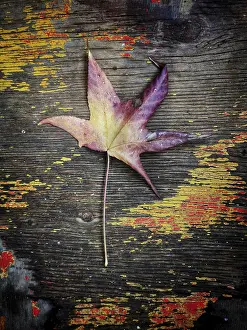 Deserted Open Air Scene Drucke: Leaf on a wooden background