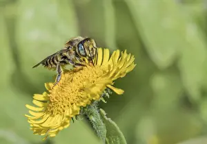 Hymenoptera Insect Photography Drucke: Leafcutter bee Megachile spec
