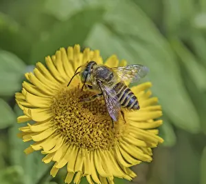 Wild Bee Photography Drucke: Leafcutter bee Megachile spec