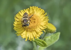 Wild Bee Photography Drucke: Leafcutter bee Megachile spec