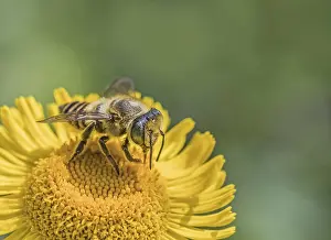 Blattkäfer-Biene Megachile spec.