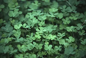 Four Leaf Clover Drucke: Four leafed clover