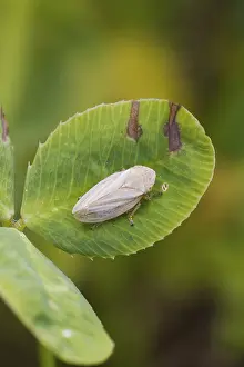 Deserted Plant Habitat Drucke: Leafhopper perched on a plant leaf closeup
