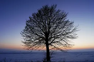Deciduous Trees In Winter Drucke: Leafless tree