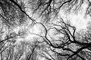Bird Photography Wildlife Habitat Drucke: Leafless tree branches creating a complex pattern against a bright sky with flying birds