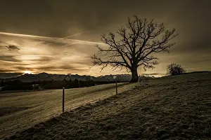Backlit Tree Photo Drucke: Leafless tree in front of a dramatic sky with Alpine chain in the background