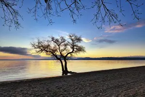 Cloudy Morning Sky Europe Drucke: Leafless tree on a sandy beach at Lake Murten