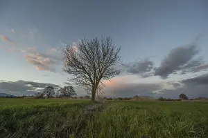 Mountainous Countryside Scenery Drucke: A leafless tree stands in the field at sunset