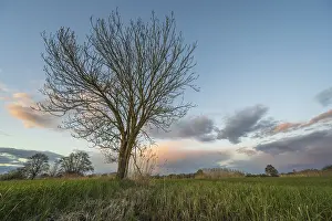 Mountainous Agricultural Landscape Drucke: A leafless tree stands in the field at sunset