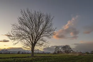 Evening Sun Over Mountains Drucke: A leafless tree stands in the field at sunset