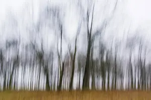 Central Europe Fall Season Drucke: Leafless trees, autumn mood, Thuringia, Germany