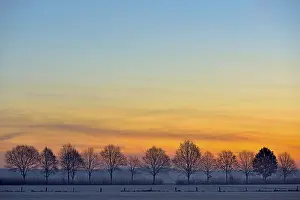 Bare Deciduous Trees Drucke: Leafless trees, avenue at dawn