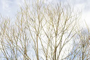 Cloudy Sky Landscape Shot Drucke: Leafless trees with bare branches reach towards the sky