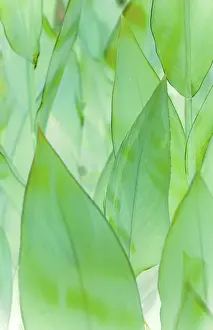 Macro Leaf Photography Drucke: Leafs
