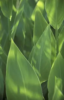 Macro Leaf Photography Drucke: Leafs macro