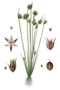 Agricultural Crop Pictures Drucke: Leafybract Dwarf Rush (Juncus capitalus)