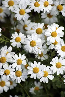 Asteraceae Plant Drucke: Lean meadow daisy
