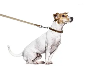 Studio Shot Terrier Drucke: Learning process with a Jack Russell Terrier on a leash