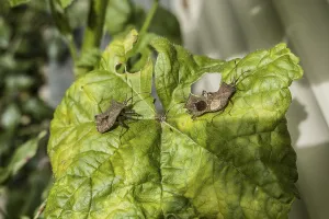 True Bug Reproduction Drucke: Leather bugs (Coreus marginatus)