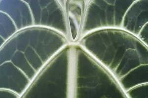 Flower Details Drucke: Leave