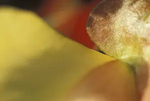 Macro View Of A Blossom Drucke: Leaves