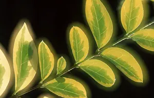 Spring Leaves Drucke: Leaves