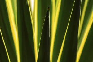 Southern Europe Plant Life Drucke: Leaves of an agave against the light