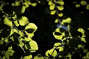 Northern Europe Trees Drucke: Leaves and branches of a beech tree