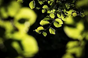 Fagaceae Family Plants Drucke: Leaves and branches of a beech tree