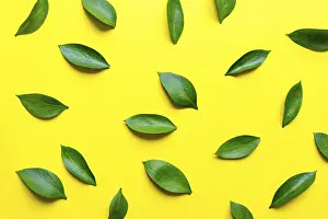 Pastry Decoration Ideas Drucke: Leaves composition made of ruskus