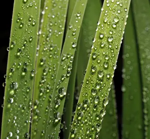 Water Droplets On Leaf Drucke: Leaves with dew drops