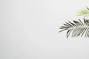 White Wall Background Drucke: Leaves falling white wall background