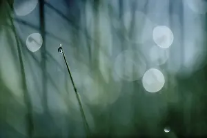 Unterallgau District Landscape Drucke: Leaves of grass with droplets against the light