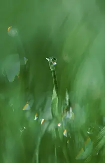 Uninhabited Green Landscape Drucke: Leaves of grass with water drops