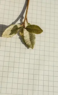 Open Air Plant Photography Drucke: Leaves in hand over a notebook page