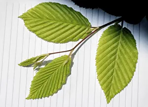 Open Air Plant Photography Drucke: Leaves in hand over a notebook page