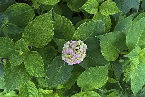 Hydrangeaceae Plant Drucke: Leaves with a hydrangea (Hydrangea) flower