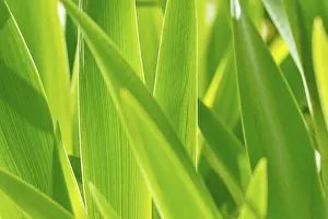 Iridaceae Plant Images Drucke: Leaves of Iris (Iris), backlit