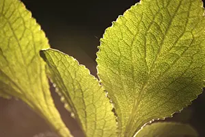 Deserted Plant Life Drucke: Leaves against the light