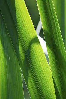 Asparagales Order Flowers Drucke: Leaves of a marsh iris, Iris pseudacorus