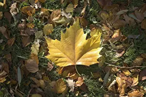 Indian Summer Foliage Drucke: Leaves in a meadow